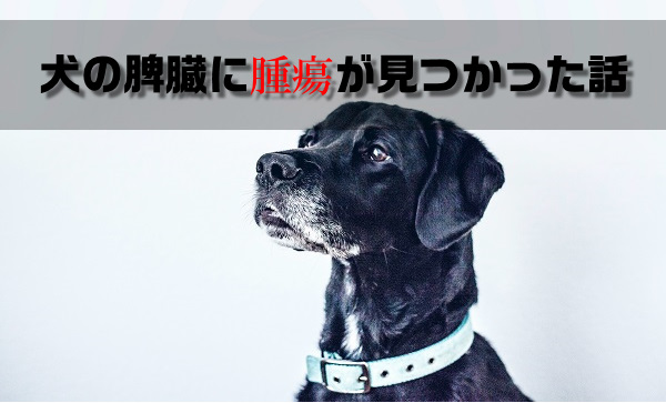 ペット 犬の脾臓に腫瘍が見つかった話 病気 侍ろぐ